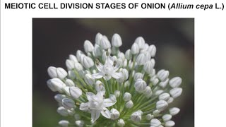 MEIOTIC CELL DIVISION STAGES OF ONION Allium cepa L [upl. by Argyle]