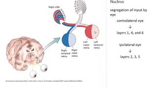 OSSM Neuro Chapter 10  The Lateral Geniculate Nucleus [upl. by Relyuhcs268]