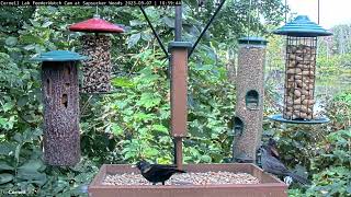 Gray Catbird Visits Feeder Platform In Sapsucker Woods – Sept 7 2023 [upl. by Viquelia]