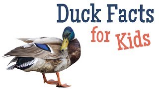 Duck Facts for Kids [upl. by Oiragelo]