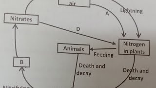 Kcse 2024 prediction Nitrogen Cycle [upl. by Kaye]