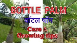 BOTTLE PALM Tree Care and Reporting l बॉटल पॉम पेड़ की सारी जानकारी [upl. by Siramad]