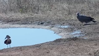 Hamerkop and African harrierhawk at Djuma Waterhole [upl. by Oribella]