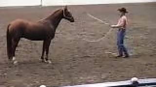 Clinton Anderson horse language demo Equine Affaire [upl. by Hooker]