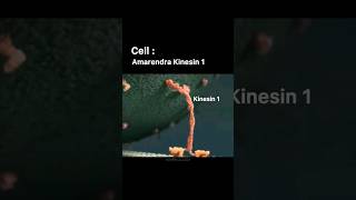 CELL DIVISION AND KINESIN SUPERMACY ft BAHUBALIBIOCHEMISTRY CLASS shortsvideo bahubali biology [upl. by Narak]