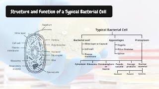 Bacterial Cell  Structure and Function  Details Explanation with Diagram [upl. by Poland]