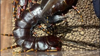 Venezuelan giant centipede Scolopendra gigantea black morph feeding black cricket [upl. by Elac]