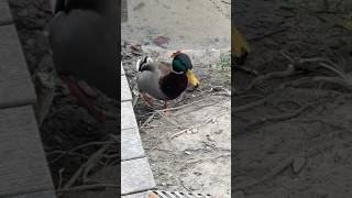 Fluffing a duck part 1 ducks backyardnature birdslover feedshort [upl. by Alyel]