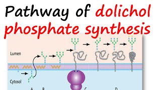 Dolichol phosphate synthesis pathway [upl. by Ajed104]