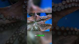 The Intriguing Mating Rituals of Octopuses A Colorful and Cautious Courtship [upl. by Hammad]