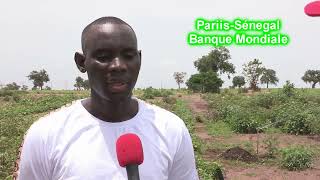 Le PARIIS une solution pour revitaliser lagriculture irriguée au Sénégal [upl. by Oliver]