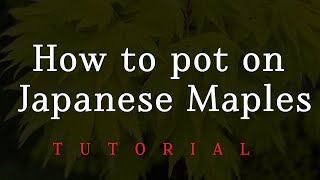 How to pot on Japanese Maples  Tutorial  Soil Mix amp Decorative Top Dressing [upl. by Etnod20]