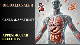 Dietetic Program  Appendicular skeleton [upl. by Ayisan]