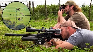 Crazy Long Range Pigeon Hunting [upl. by Rebmik]