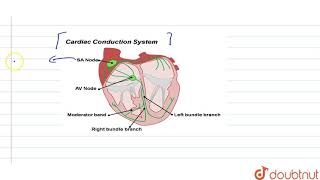 Assertion Human heart is myogenic Reason Normal activities of the heart are regulated [upl. by Connie]