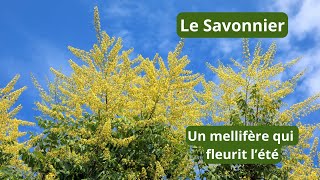 Le Savonnier un arbre mellifère qui fleurit lété [upl. by Colwell]