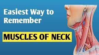 Primary NECK Muscles and Innervation Neck anatomy [upl. by Jayson]