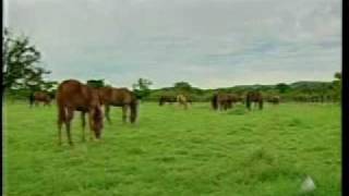 Criacao de cavalos  Programa Bahia Rural TV Bahia  Rede Globo de Televisão [upl. by Annawit]