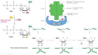 ribonucleotide reductase free radical mechanism biochemistry bioquímica [upl. by Amelita]