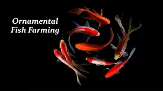 Ornamental Fish Farming Business [upl. by Burris]