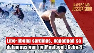 Libolibong sardinas napadpad sa dalampasigan ng Moalboal Cebu  Kapuso Mo Jessica Soho [upl. by Atiuqet]