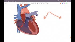 L45 physiology cardiac cycle cvs 43 [upl. by Anilos786]