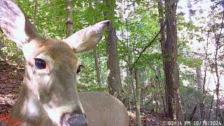 North Georgia Trail Camera Footage 10 Wildlife Viewing Whitetail Deer Racoons Coyotes and more [upl. by Eugor]