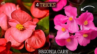 How to Care Begonia Plant 4Growth Boosting Tips [upl. by Werdma]