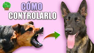 Cómo EVITAR los LADRIDOS y las PELEAS de un PERRO AGRESIVO o REACTIVO [upl. by Hermine]