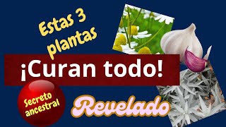 ¡CÚRATE CON ESTAS 3 PLANTAS NO FALLAN [upl. by Phaih350]