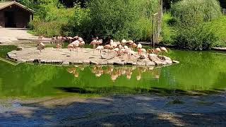 Flamingo Flamingo land Beautiful Flamingo [upl. by Eladal152]