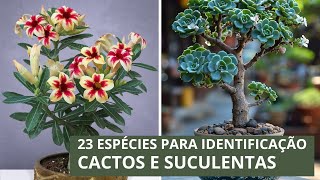 23 ESPÉCIES DE CACTOS E SUCULENTAS PARA IDENTIFICAÇÃO [upl. by Witcher35]