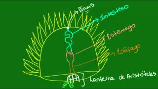 Sistema digestório dos Equinodermos  Zoologia  Biologia [upl. by Avilys]