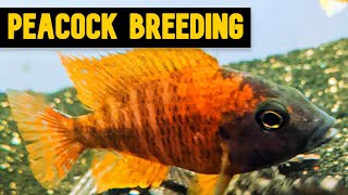 Peacock Cichlids Tips and Tricks for Successful Breeding [upl. by Annoyik114]