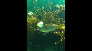 Yellowtail Parrotfish on Coral Reef parrotfish coralreef underwater [upl. by Ahsienad524]