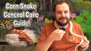 How to Take Care of a Pet Corn Snake A TDI General Care Guide 🐍 [upl. by Yeslah]