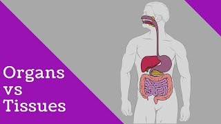 Difference tissues and organs [upl. by Valenka]