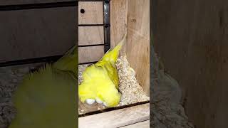 Lacewing exhibition budgies parrot birds parrot [upl. by Haet]