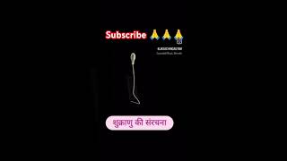 मानव शुक्राणु की संरचना इस प्रकार है shorts sukranu [upl. by Ainigriv605]