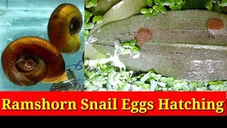 Ramshorn Snail Eggs Hatching [upl. by Torp]