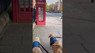 Goldendoodle puppy and Labradoodle puppy London walk [upl. by Frodi]