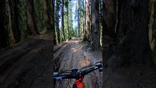 Through the mud under the pines—pure adventure 🌲 Watch now”mtb goprohero10 downhill shorts [upl. by Werdnaed]