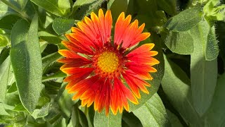 Gaillardia  Blanket Flower  Seed to First Bloom  In 3 Months [upl. by Notsirb]