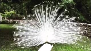 White peacock opening feathers The most beautiful white peacock [upl. by Sucramel]