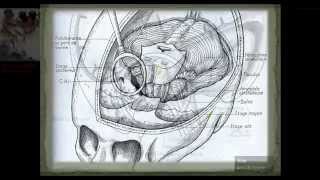 Anatomie Os du crâne Etage moyen PART 2 VOIR EN HD [upl. by Alvis549]