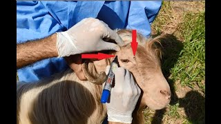 Cornual nerve block in goat 🐐 Bloco cornual em cabra🐐 बकरी में कॉर्नियल ब्लॉक 🐐 Bloque cornual cabra [upl. by Nael]