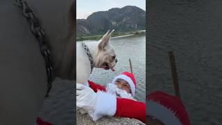 Santa Claus Falls into the Lake and is Rescued by a Dog pet dog lovedog [upl. by Ynnob]