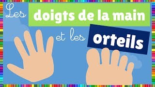 Le nom des doigts de la main et les orteils [upl. by Agrippina938]