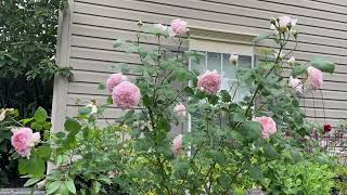 David Austin Roses Eglantyne in a 10 gallon pot [upl. by Briana]