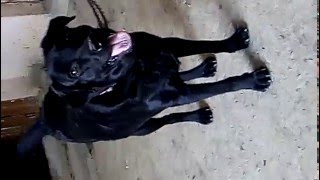 lab dog barking angry  Angry Labrador dog  Black labdog barking  LABRADOR BLACK  barking dog [upl. by Jeth]